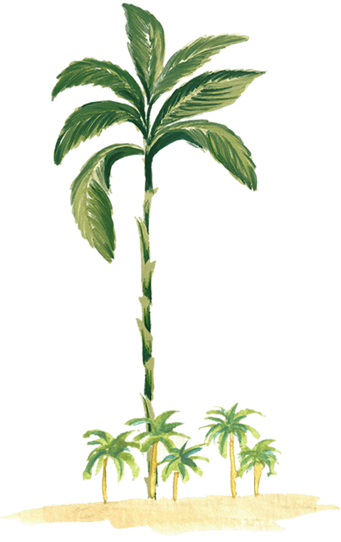 Desenho de  palmeira
